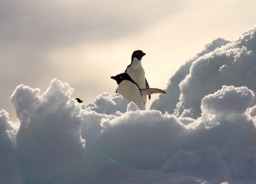 carski-pingvin