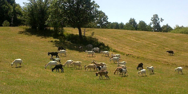 gazdinstvo bankovic