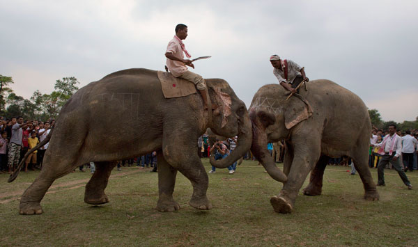indi-slonovi-fest