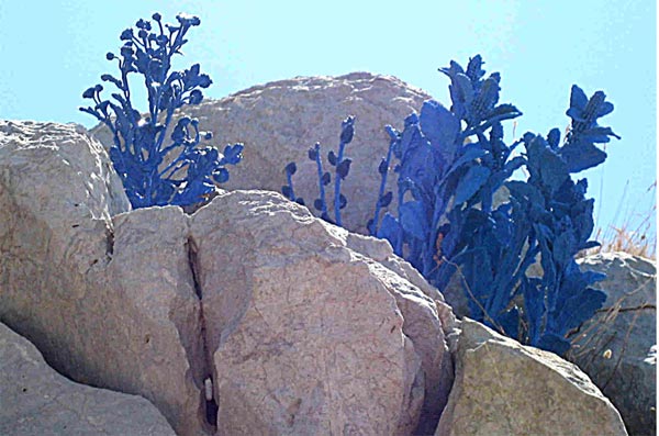 hidra-plavi-cvetovi