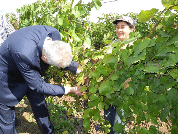 nikolic-vinograd-