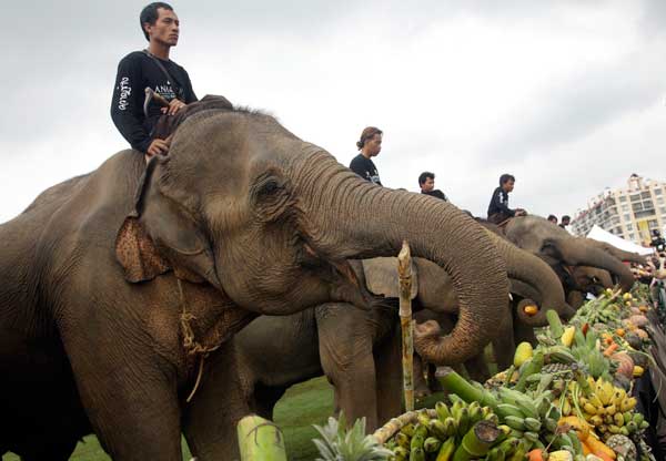 tajland-slonovi-polo-s