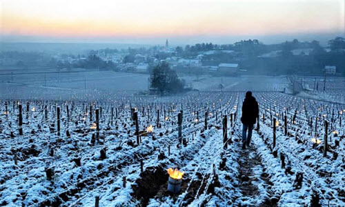 Ledeni talas uništio trećinu roda francuskih vinograda
