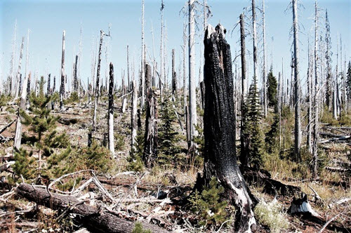 Šumski požari stvaraju oluje i oblake i ubrzavaju klimatske promene