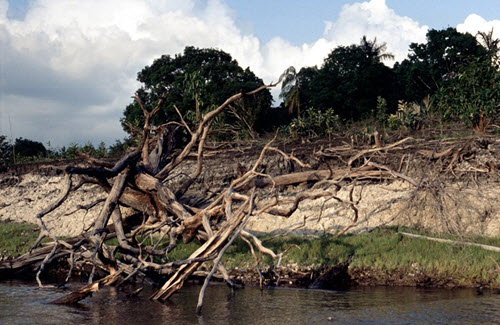 Amazonska prašuma proizvodi više ugljen-dioksida nego što apsorbuje