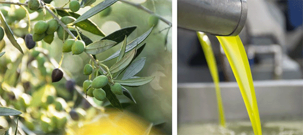 masline-cedjenje-s