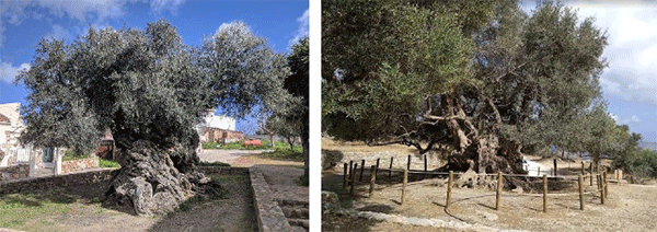 masline-stara-stabla-s