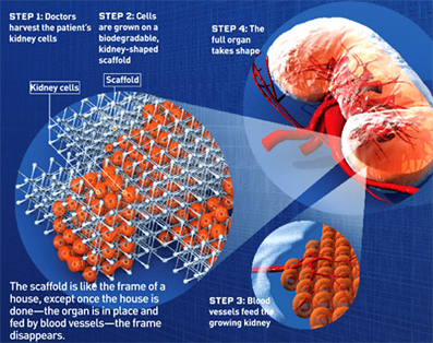 Kako se stvaraju nova tkiva i organi