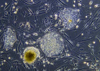 Maticna celija pod mikroskopom